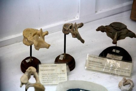 Piezas anatómicas de la morgue judicial 19 1vertebra
