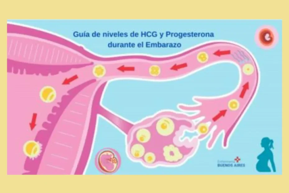 HCG y Progesterona durante el embarazo