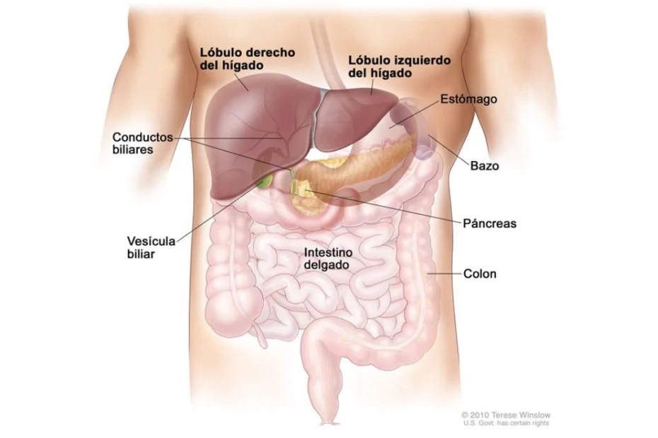 Cáncer de conducto biliar