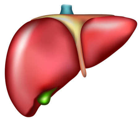 Cáncer primario de hígado: Clasificación celular 1 Cáncer primario de hígado