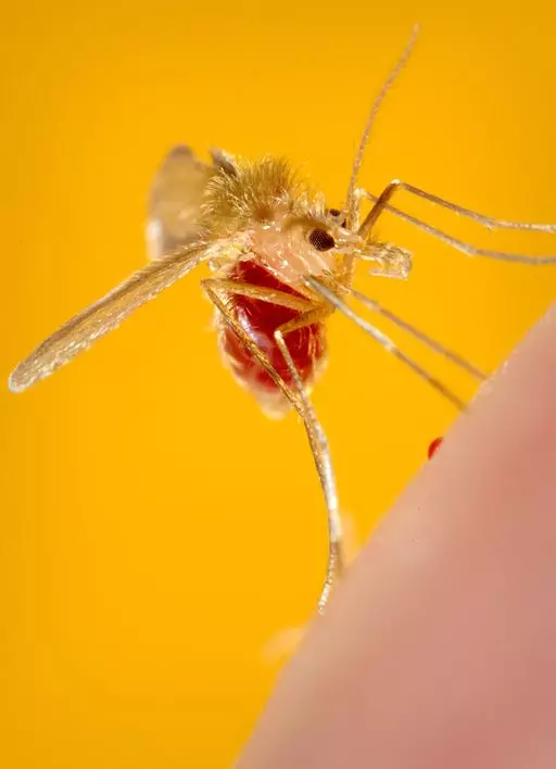 Tipos de leishmania: Leishmaniasis 3 <span style="font-size: 12px;">Flebótomo</span>