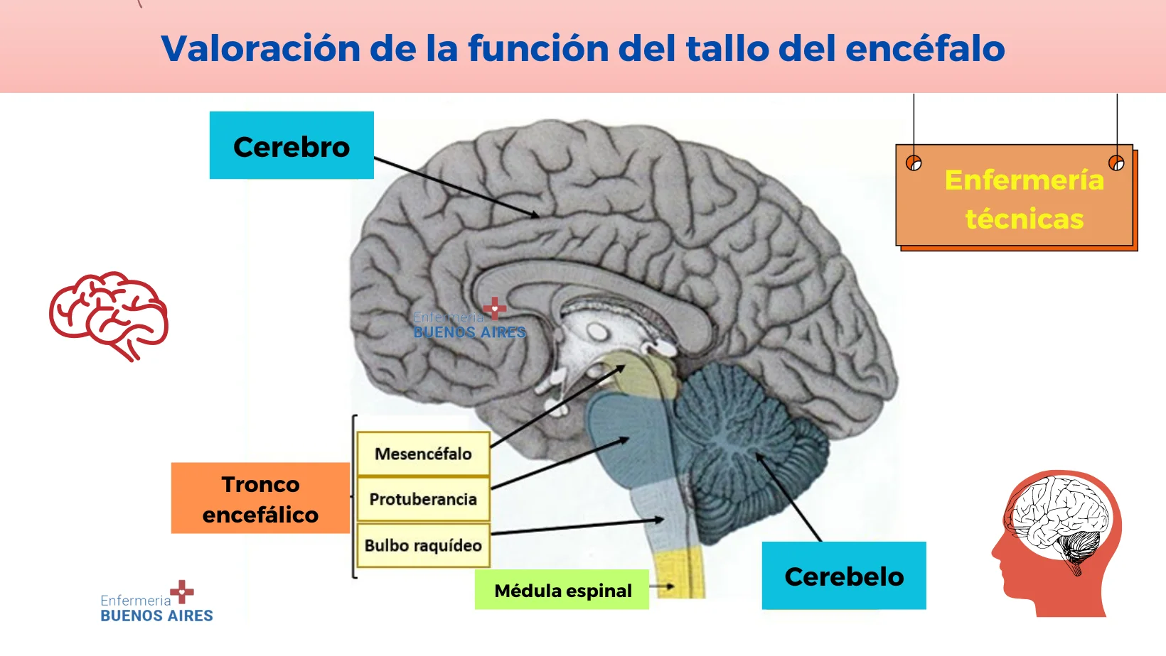 Entendiendo el papel del tallo del encéfalo