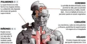 ¿Qué tipos de muertes existen científicamente? - Muertes 1 Órganos vitales
