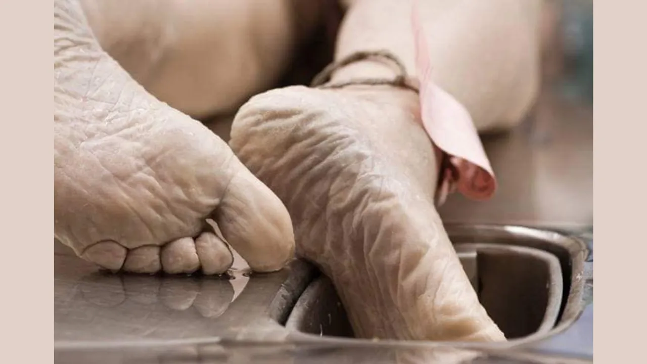 Antropología social y forense 5 Descomposición