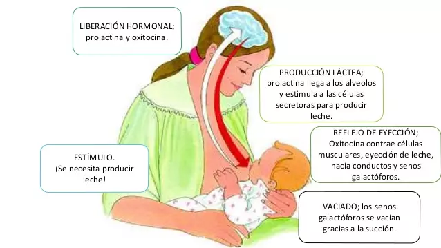 Hablemos de hormonas sexuales femenina 5 Hormonas sexuales femenina