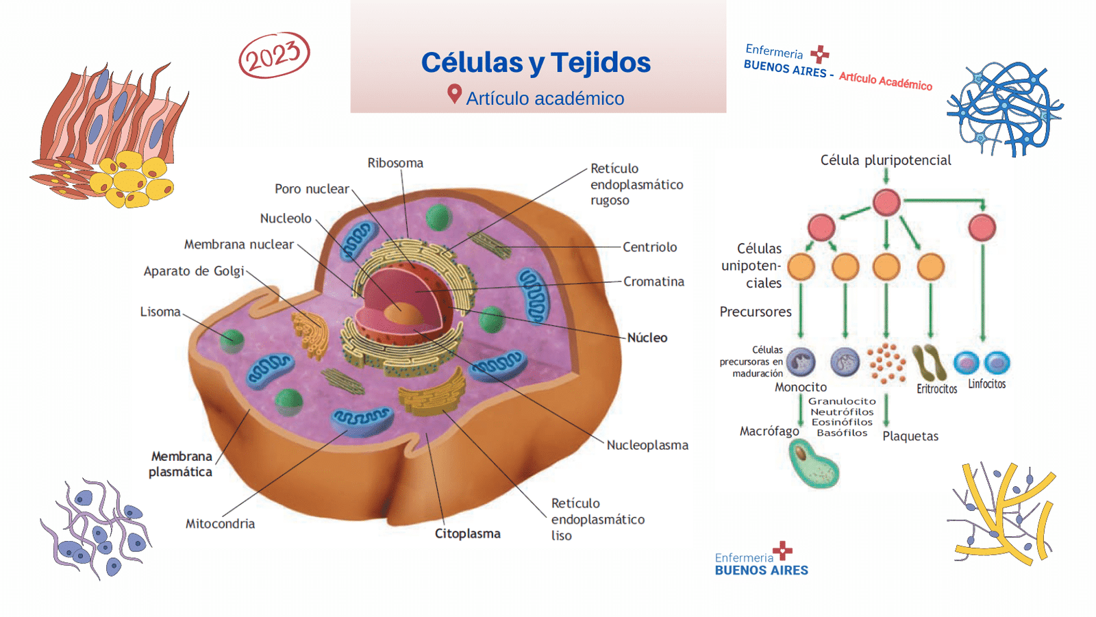 Células y tejidos